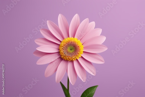 there is a pink flower with a yellow center on a purple background
