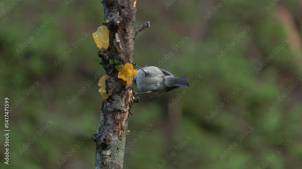 Cincia Dal Ciuffo, Parus cristatus