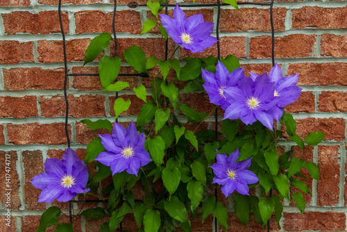 Purple Olympia Clematis against a red brick wall