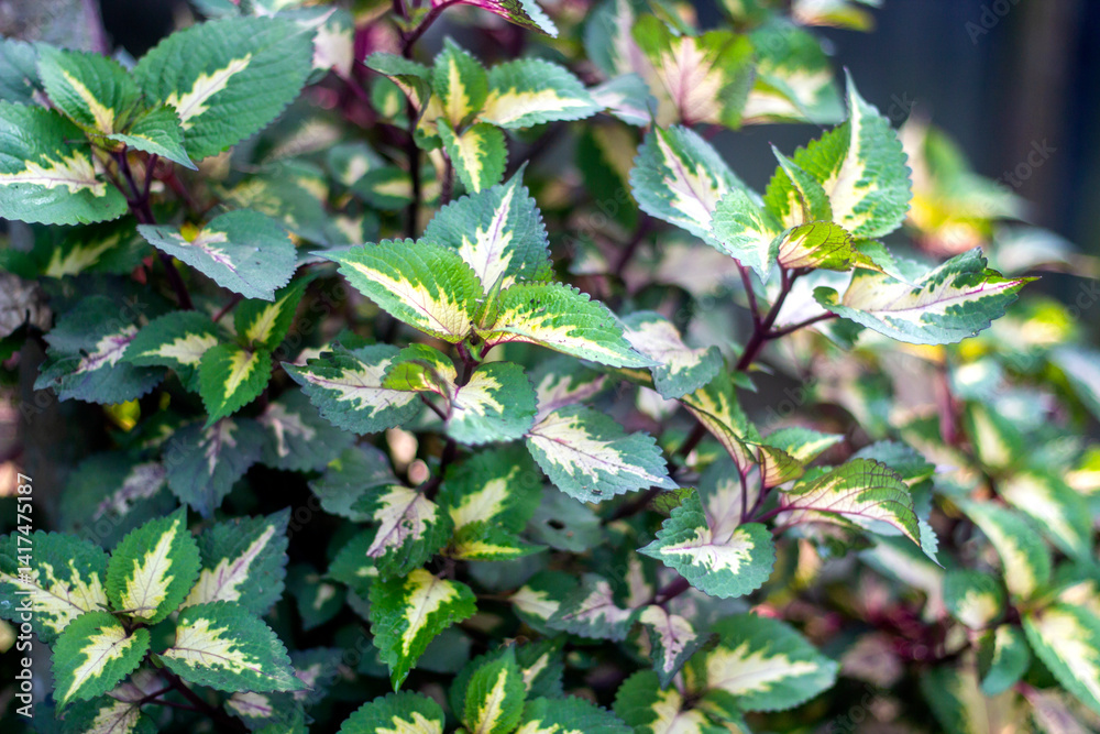 A green blurred background with numerous small leaves, branch A green blurred background with numerous small leaves, branch