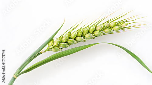 Close-up of a single wheat ear with green grains and leaves against a white background