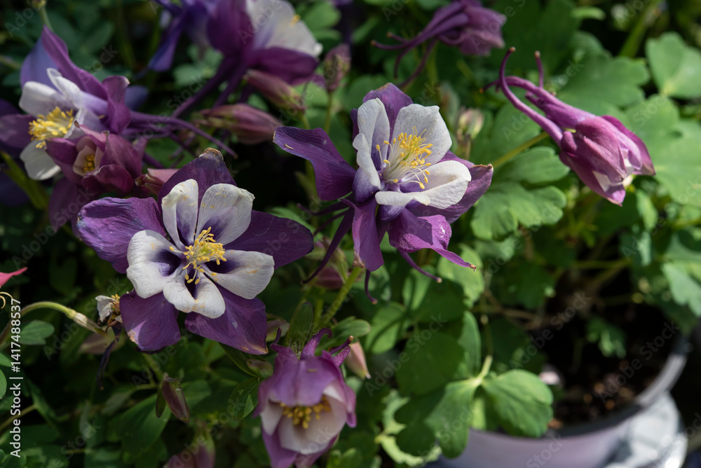 Aquilegia vulgarisis a genus of about 130 species of perennial plants. Ranuncolaceae family. Springtime blooming.. Aquilegia vulgarisis a genus of about 130 species of perennial plants. Ranuncolaceae family. Springtime blooming..