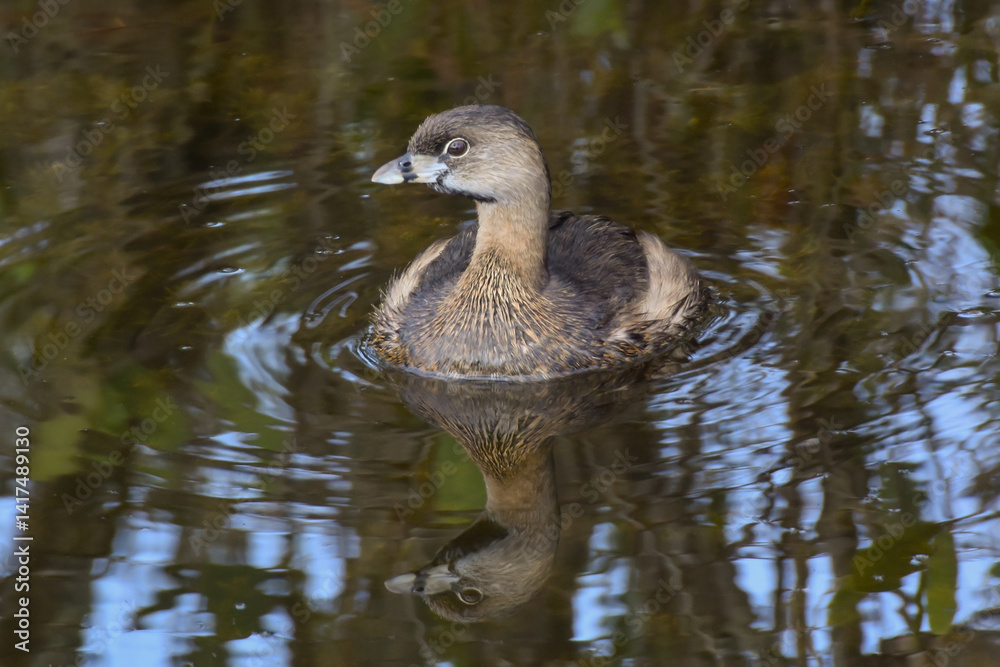 Fototapeta premium A Pied-billed Grebe with its reflection in the water