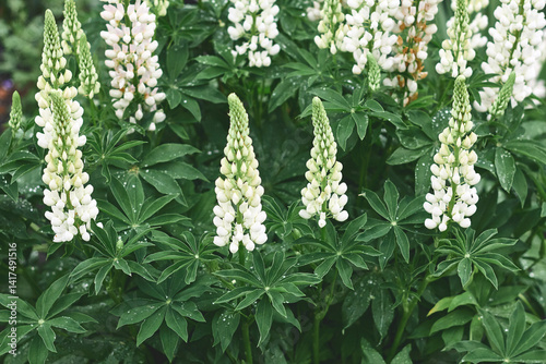 Beautiful green and white lupin flowers blooming in a garden during springtime