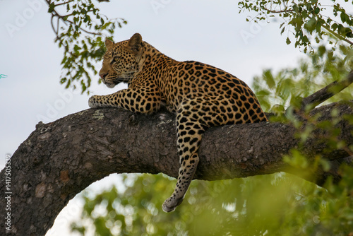A leopard relaxing in a tree in Kruger National Park, South Africa