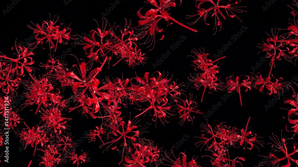 Red Lily Flowers transparant Background