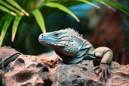 Billede på lærred Blue iguana is an endangered species of lizard in the family Iguanidae