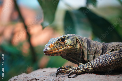 The Komodo dragon (Varanus komodoensis) is a large reptile of the monitor lizard family Varanidae that is endemic to the Indonesian islands.