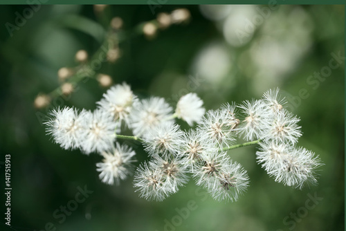 Grass flowers light up by a calm morning light. Spring nature in soft pastel earth tone blurred background. An inspirational nature image for aesthetic of spring design. 