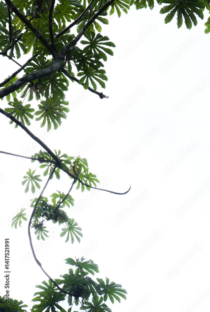 Cecropia tree branches growing towards sky with white background Cecropia tree branches growing towards sky with white background
