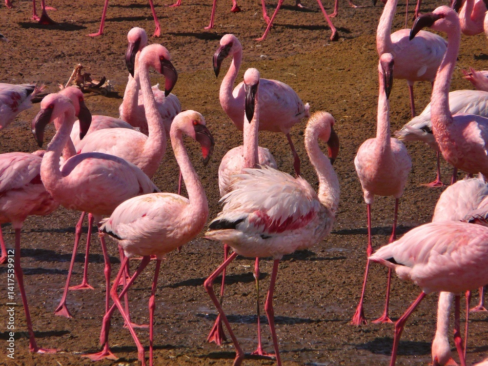 Group of Pink Flamingos Together in a Wetlands Habitat Group of Pink Flamingos Together in a Wetlands Habitat