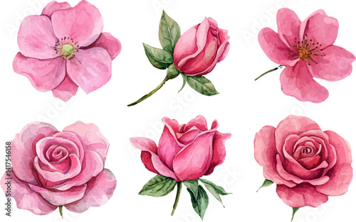 pink roses isolated on white