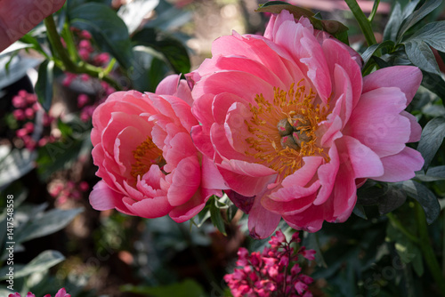 Fototapeta Naklejka Na Ścianę i Meble -  The peony or paeony is any flowering plant in the genus Paeonia, the only genus in the family Paeoniaceae. Springtime blooming..
