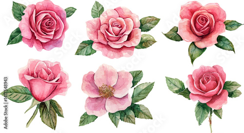 set of roses vector illustration