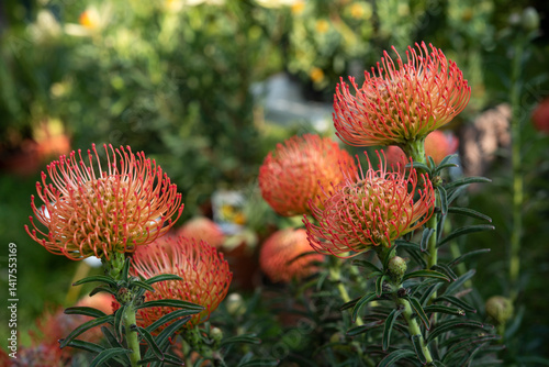 Leucospermum commonly known as pincushions, is a genus of evergreen upright, sometimes creeping shrubs that is assigned to the Proteaceae. Springtime blooming..