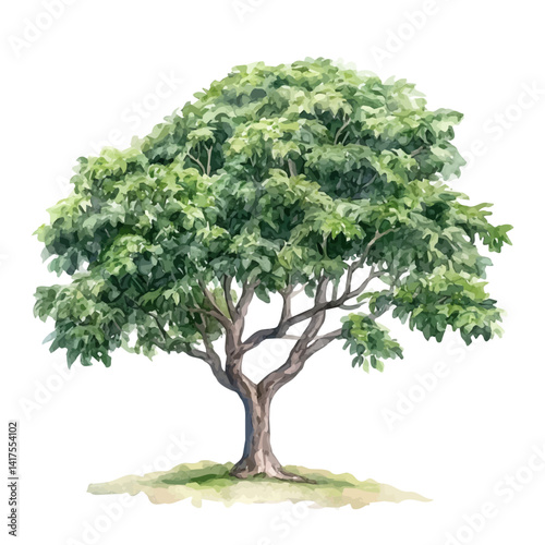 Rare African Mahogany Tree With Dense Leaves, watercolor vector, isolated on a white background.