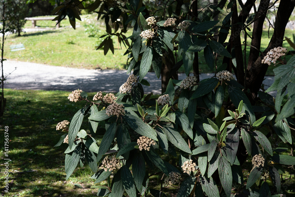 Fototapeta premium Viburnum rhytidophyllum, the leatherleaf viburnum, is a species of flowering plant in the family Viburnaceae. It is native to Asia..Springtime blooming.