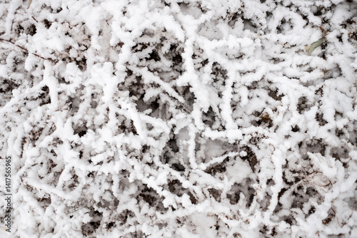 Foto a lot of snow. winter. snow on the branches. winter nature.
