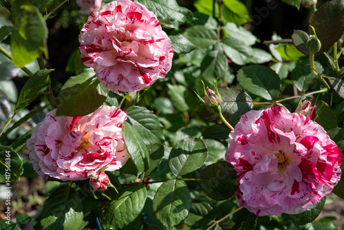 Rose (Scentimental species) is either a woody perennial flowering plant of the genus Rosa in the family Rosaceae. Springtime blooming..