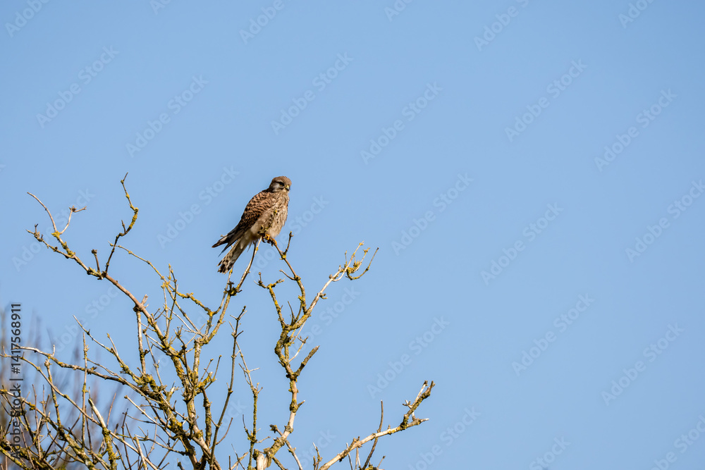 a kestrel (Falco tinnunculus) bird raptor sitting atop a winter tree