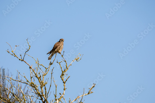 Obraz na płótnie a kestrel (Falco tinnunculus) bird raptor sitting atop a winter tree w salonie