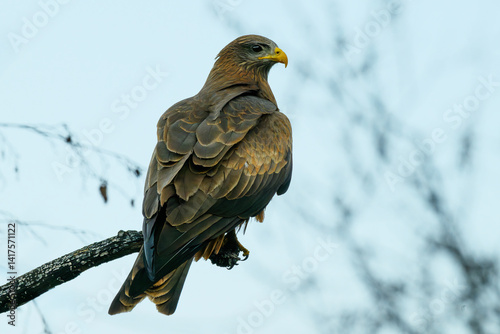 A yellow-billed kite pirched on a branch