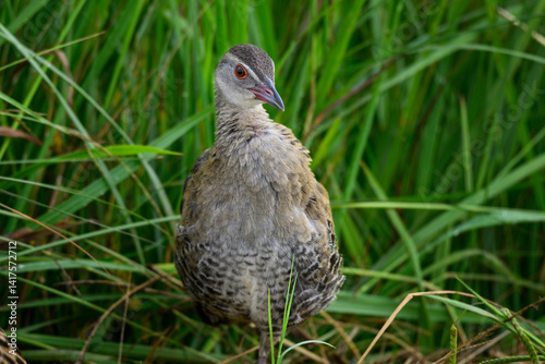 An African crake standing with a background of green grass