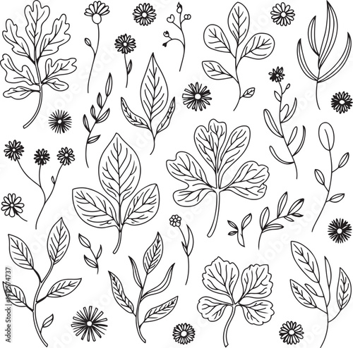 Elegant botanical wildflower line art with finely detailed leaves and intricate vein patterns arranged in a natural layout on a bright and minimal background
