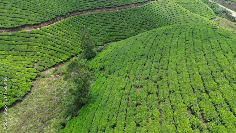 Tea Plantations in Munnar, Kerala, India. Aerial drone footage. Tea Plantations in Munnar, Kerala, India. Aerial drone footage.