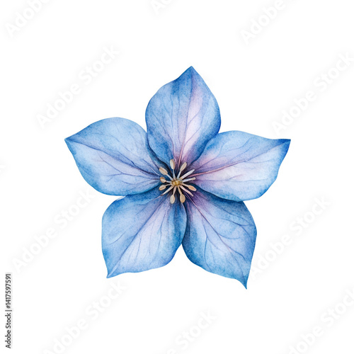 Blue Star flowers painted in watercolor isolated on background