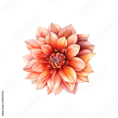 Dahlia flowers painted in watercolor isolated on background