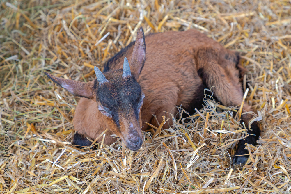 One Brown Goat Laying Down in Straw at Animal Farm