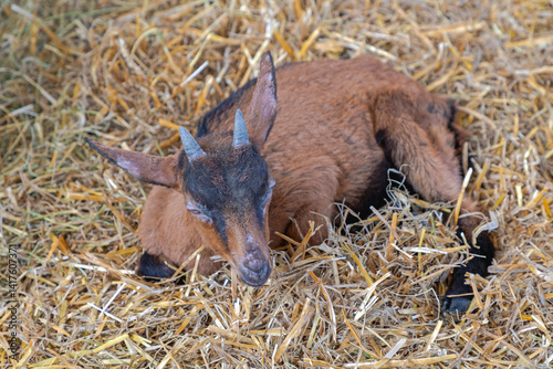 Obraz na płótnie One Brown Goat Laying Down in Straw at Animal Farm w salonie