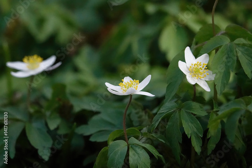 Delicate white and yellow wood anemone flowers with green leaves