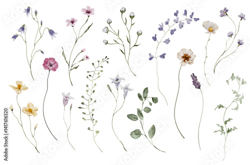 Set of watercolor elements with meadow flowers and herbs