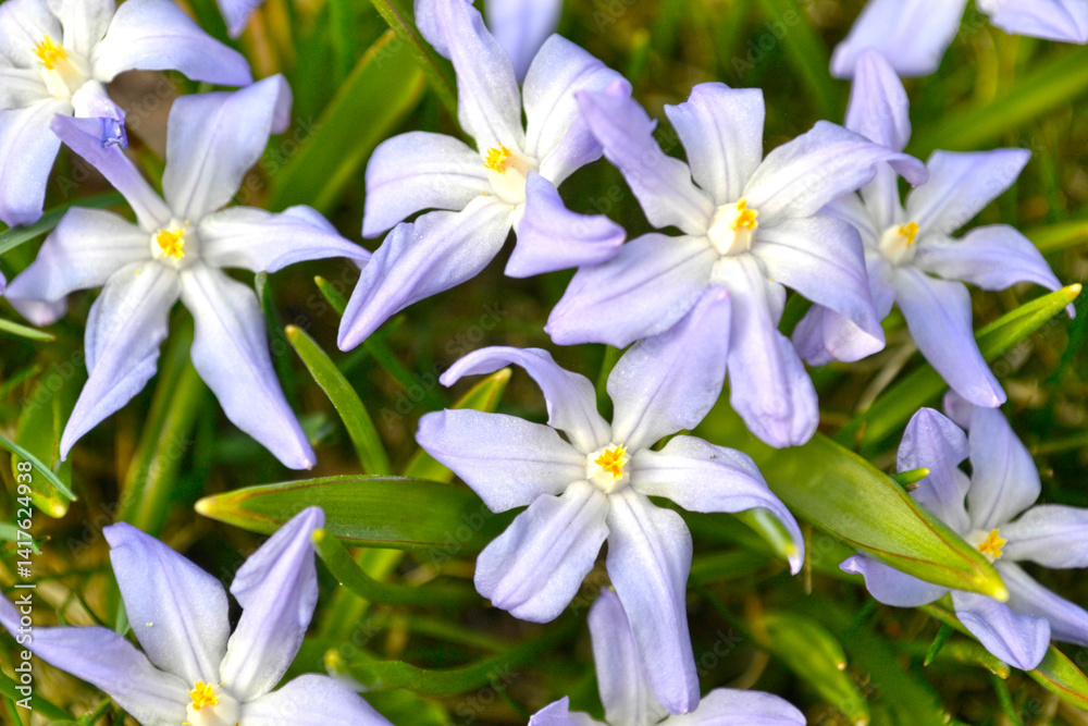 blooming spring Chionodoxa lucilia (Scilla luciliae) blooming spring Chionodoxa lucilia (Scilla luciliae)