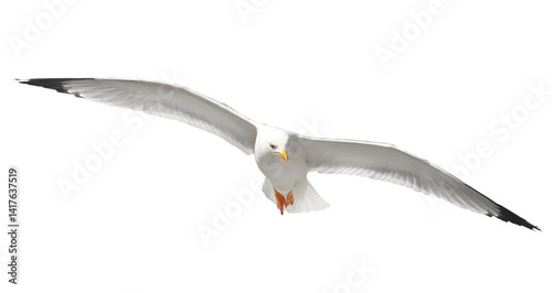  Yellow-legged gull in flight, Larus michahellis, isolated on white, clipping path