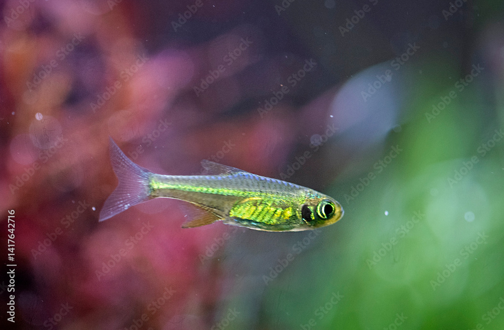 Microdevario kubotai in planted tank
