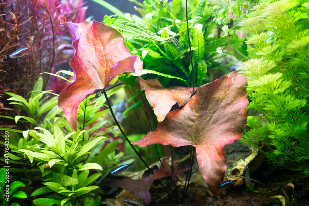 Nymphea lotus Red in planted tank
