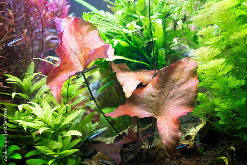 Obraz na płótnie Nymphea lotus Red in planted tank w salonie