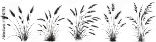 Delicate strokes field of fine lines five black and white illustrations of wildflower grass tufts pen-and-ink style linework drawing sketch hand drawn vector illustration background