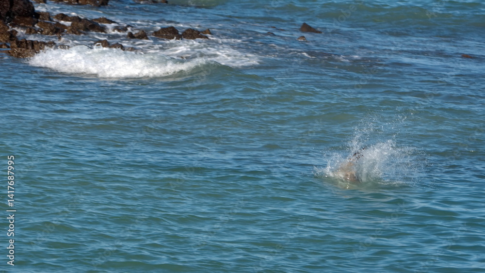 Naklejka premium Brown pelican (Pelecanus occidentalis) splashing down in the harbour while hunting, in Puerto Ayora, Galapagos, Ecuador