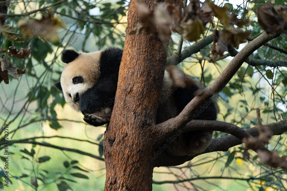 Obraz premium The young panda Qinghua in the China Giant Panda Park, Dujiangyan, Sichuan Province, China