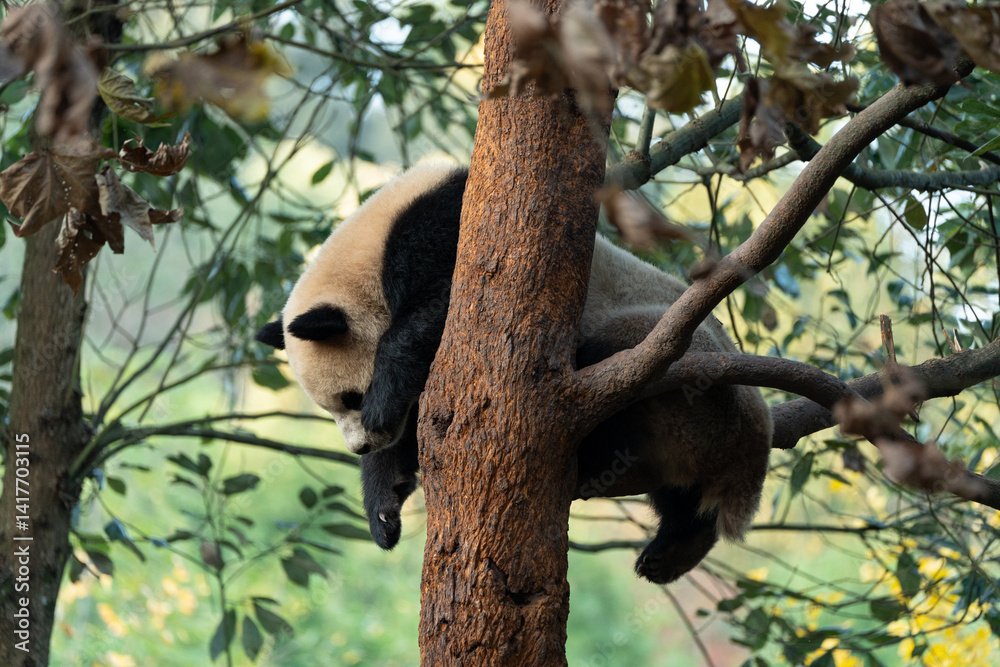 Obraz premium The young panda Qinghua in the China Giant Panda Park, Dujiangyan, Sichuan Province, China