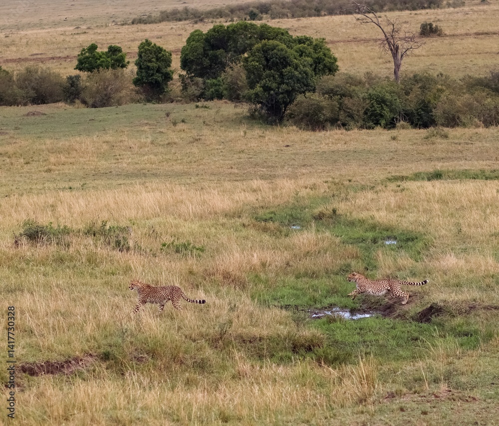 Naklejka premium Two cheetahs running in the Masai Mara National Reserve, Kenya
