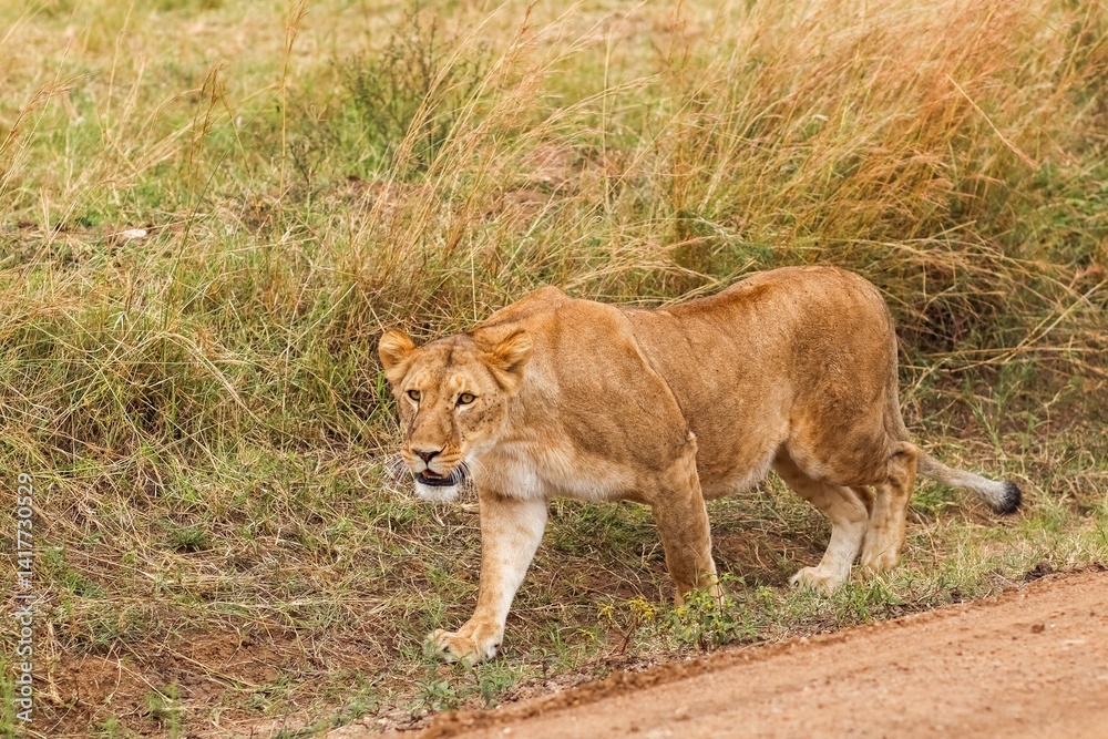 Fototapeta premium Lioness walking on a dirt road near tall grass in Africa