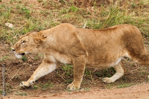 Canvas Print Lioness walking in the african savannah during a safari