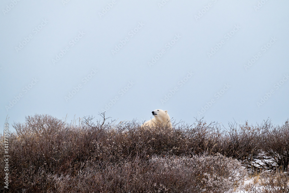 Polar bear on top of a hillside near Churchill, Manitoba