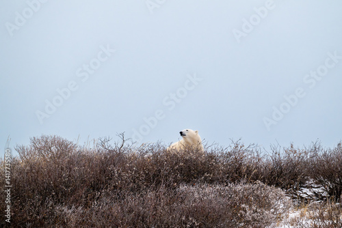 Polar bear on top of a hillside near Churchill, Manitoba