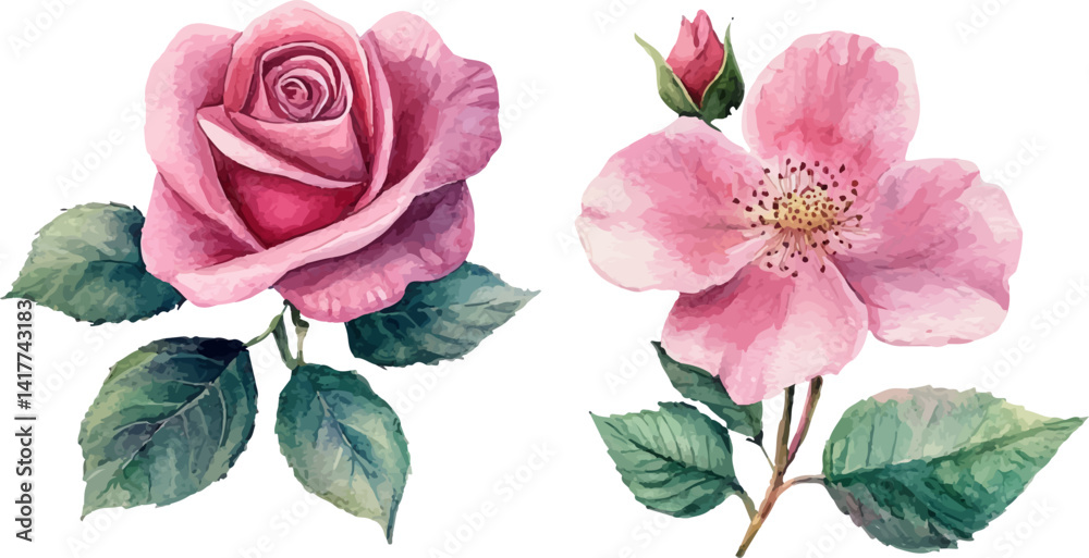 Fototapeta premium pink rose isolated on white